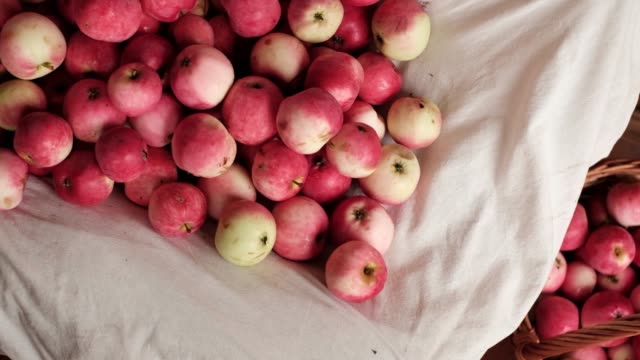 viele-rote-reife-Äpfel-gesammelt-im-Sommer