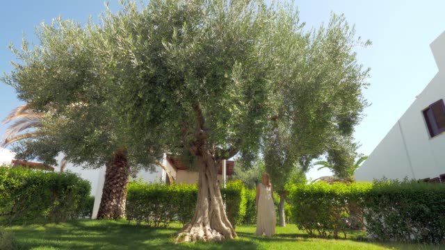 Mujer-recogiendo-aceitunas-del-árbol-en-el-jardín