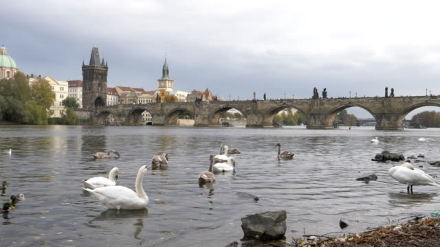 cisnes-blancos-y-puente-de-Carlos-en-Praga