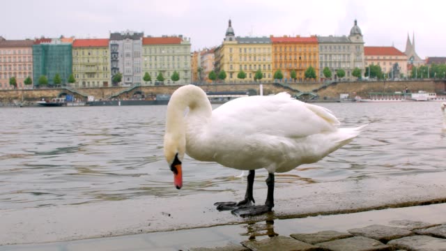 calm-white-swan-is-standing-on-stone-embankment-in-Prague-in-cloudy-day