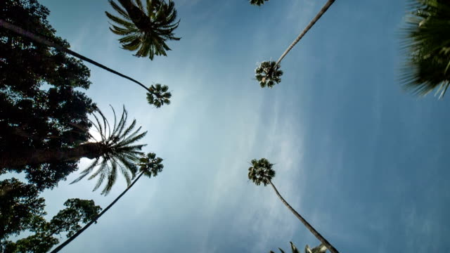 Palm-Trees