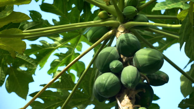 Papaya-Baum-mit-Früchten