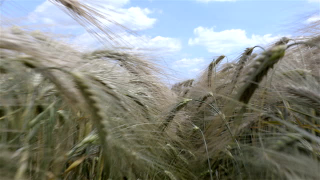 Caminar-en-el-tiempo-de-verano-del-campo-de-trigo-con-el-cielo-en-el-fondo