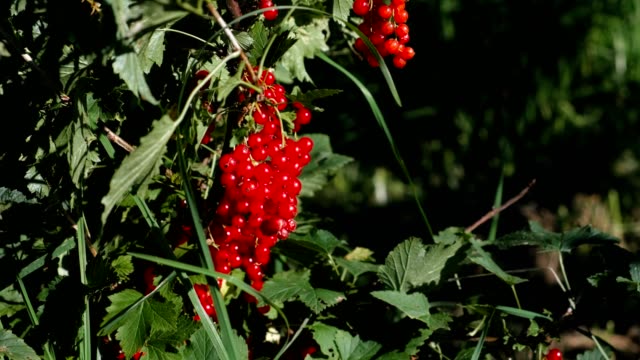 Red-currant-bushes-with-ripe-berries.