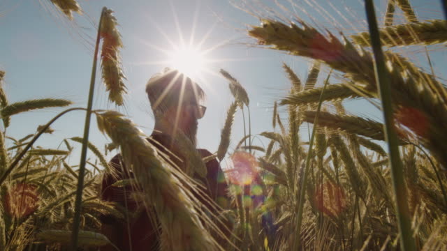 Erwachsene-stehen-im-schönen-Weizen-Feld-tragen-Sonnenbrillen-mit-blauen-Himmel-und-epische-Sonnenlicht---Schuss-auf-rot