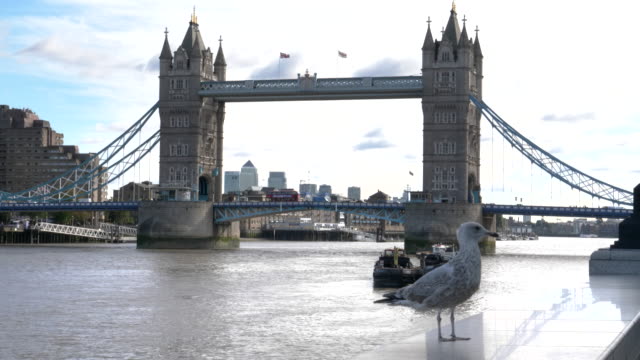 la-emblemática-Torre-del-puente-sobre-el-río-Támesis-y-una-gaviota-en-Londres
