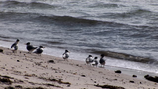 Pájaros-en-la-playa