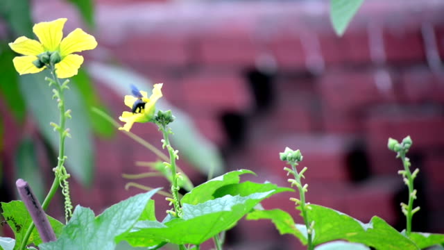 Flower-Pollens-by-Honey-Bee