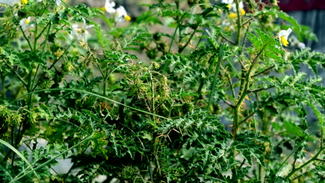 Whit-flores-de-colores-con-fondo-verde-leafs