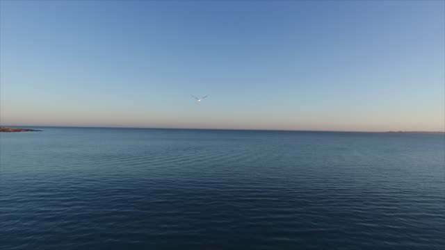 Slow-Motion-Seagull-Flying-over-Horizon-at-Sunset