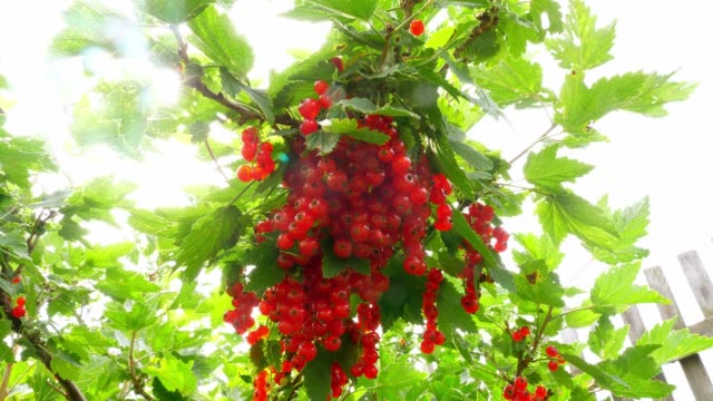 Red-currants-in-the-garden.-Bush-of-red-currant-berries.-A-bunch-of-red-currants-on-a-branch.