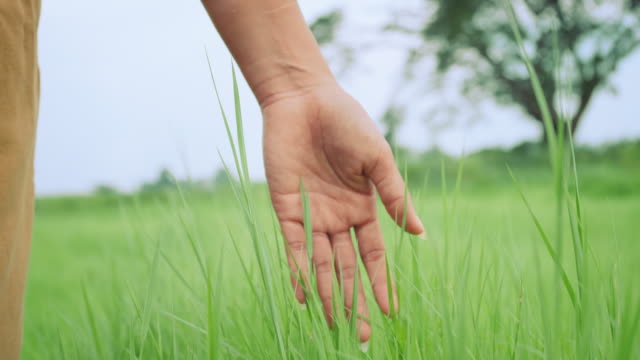 Cerrar-una-mano-mujer-tocar-la-verde-hierba-en-un-campo-que-sopla-el-viento
