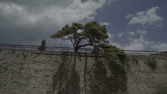 árbol-solitario-en-la-pared-de-la-isla-de-spinalonga,-ruinas-de-un-griego-antiguo,-historia,-viaje,-excursión-de-Creta