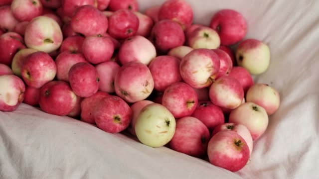 viele-rote-reife-Äpfel-gesammelt-im-Sommer