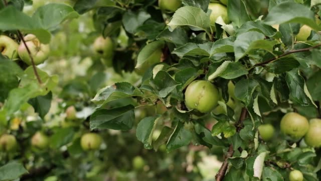 Nahaufnahme-von-Äpfeln-in-einem-Baum-auf-Sommerzeit