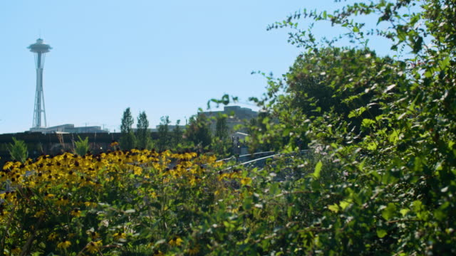 Flores-silvestres-de-Parque-del-centro-de-Seattle-WA