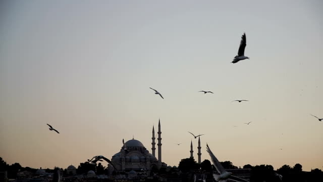 Seagulls-fly-against-the-backdrop-of-a-mosque-in-Istanbul