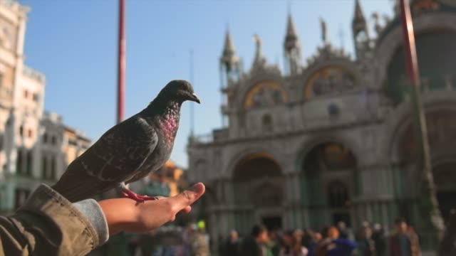 Full-HD-slow-motion-of-beautiful-bird-moving-in-front-of-San-Giorgio-Maggiore-in-Venice,-Italy,-Europe