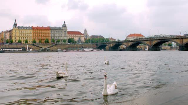 cisnes-salvajes-están-flotando-cerca-de-la-ciudad-de-la-costa-de-Praga