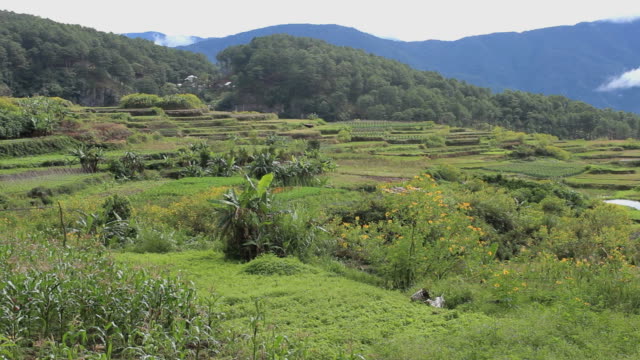Reisterrassen-auf-den-Philippinen