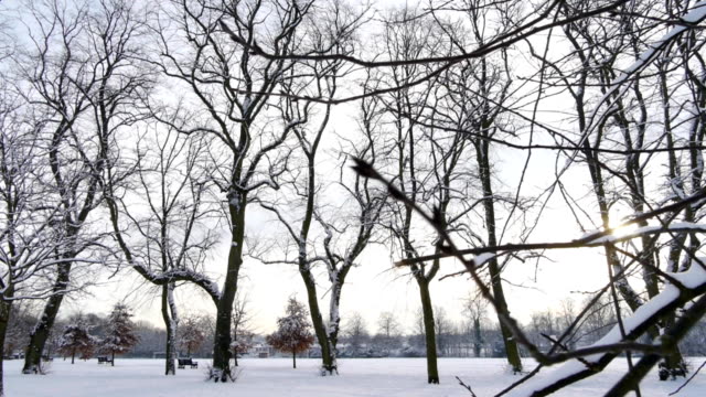 Snowy-Park-Trees---Camera-move