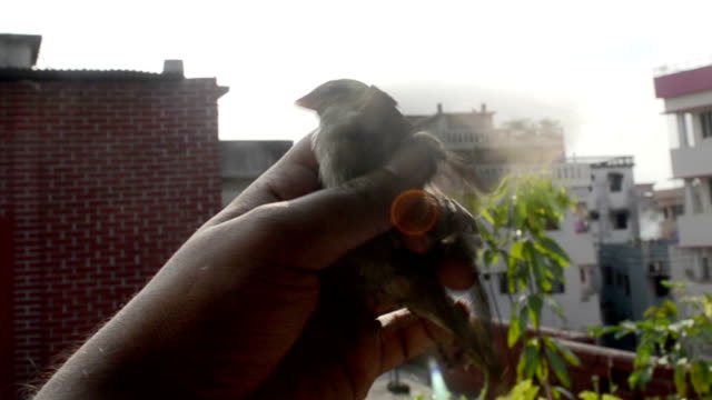 Birds-on-hand-try-to-flying-for-freedom-life.