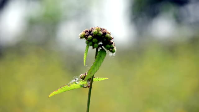 Flor-con-un-hermoso-fondo-verde-bokeh