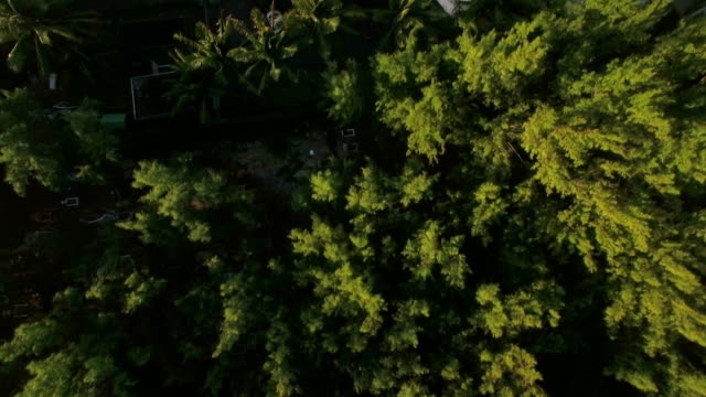 Top-Luftaufnahme-der-Baum-oben,-bewegt-sich-die-Kamera-zum-Bezirk-Hotels-und-dann-sand-Strand-und-Wasser,-Insel-Mauritius