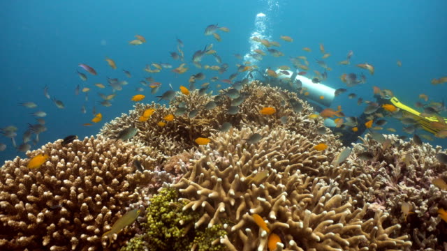 Scuba-Diver-underwater