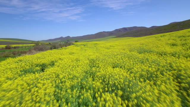 Aéreas-sobre-campos-de-flores-de-colza-amarilla-en-África-del-sur