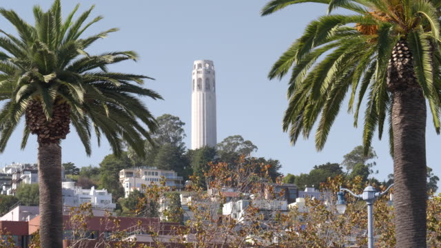 coit-tower-framed-by-palm-trees-in-san-francisco