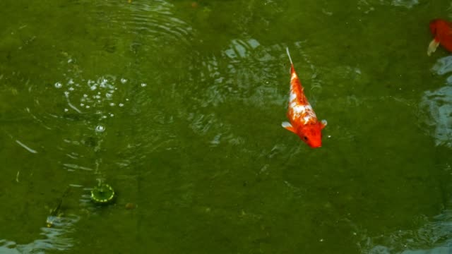 Vista-superior-de-coloridos-peces-nadando-en-el-agua.
