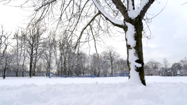 Snowy-Park-Trees---Camera-move