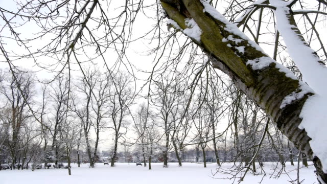 Verschneite-Bäume-Kamera-bewegen-Park