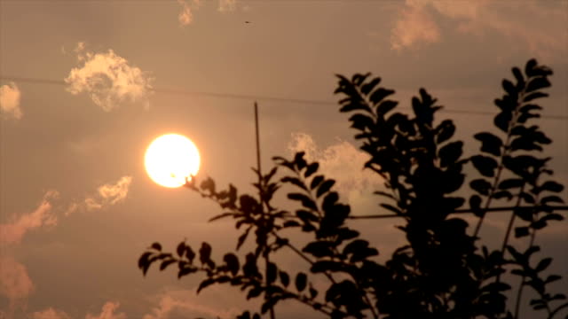 Die-Zeitraffer-von-Blätter-schwanken-im-Sonnenuntergang-Himmel