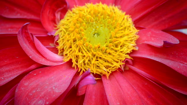 Blume-Pollens-von-Ameisen