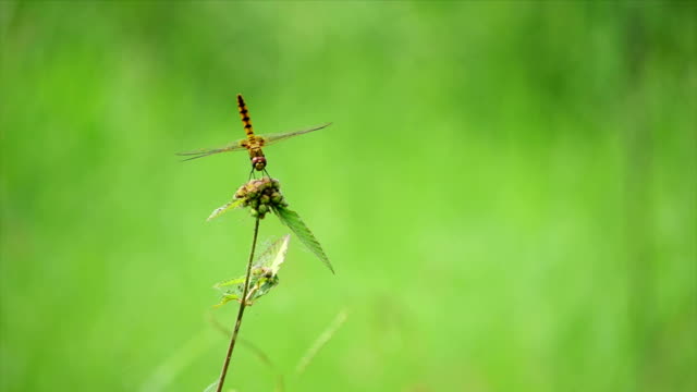 Libelle-auf-eine-Blume-mit-einer-schönen-Grün-bokeh-Hintergrund