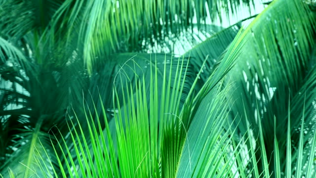 Coconut-Palm-Leaves