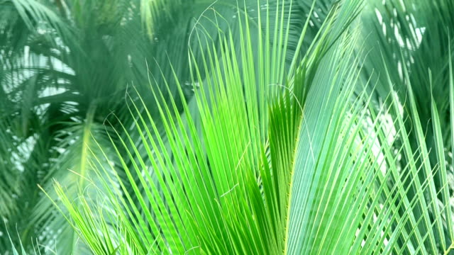 Kokospalmenblätter