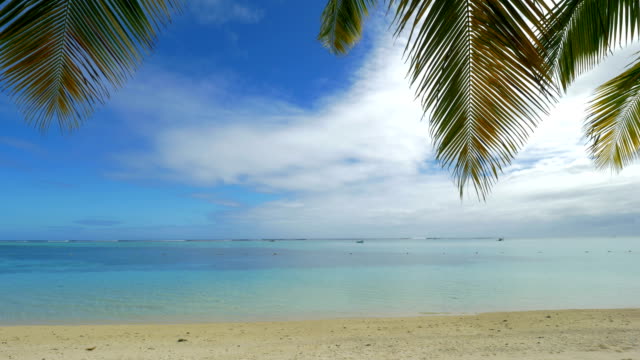 Ocean-skyline,-beach-and-palm-branches