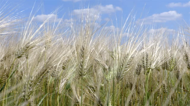 Wheat-field-on-the-wind-in-summer-time-with-the-sky-on-the-background