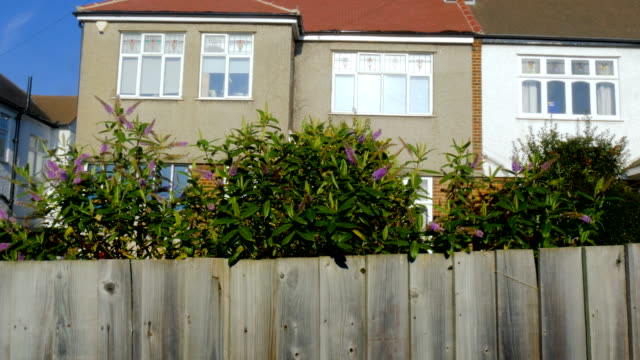 Yard-Plants-Growing-Over-a-Wooden-Fence