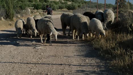Shepman-carrying-sheep