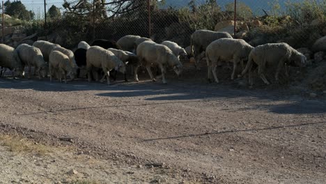 Shepman-carrying-sheep