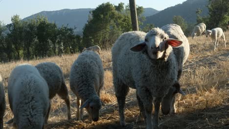 Schafe-Weiden-Landwirtschaft