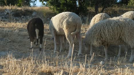 Flock-of-sheep-eating-grass