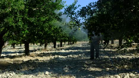 Man-sprays-medicine-apple-orchard