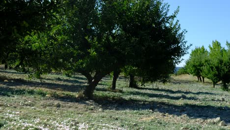 Man-spraying-pesticide-orchard