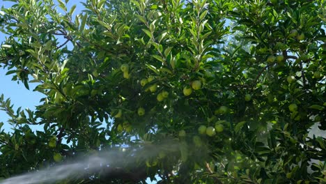 Old-Man-sprays-medicine-apple-orchard