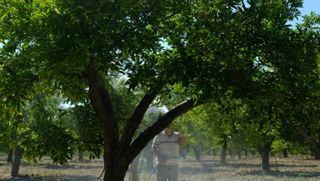 Man-sprays-apple-trees